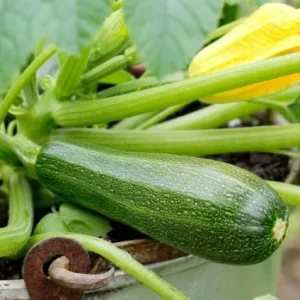 Green Zucchini Live Plant - 3-5 Inch Tall Summer Squash in 4 Inch Pot for Outdoor Garden - Image 4