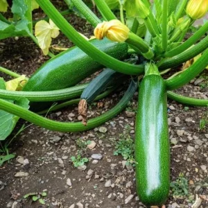 Green Zucchini Live Plant - 3-5 Inch Tall Summer Squash in 4 Inch Pot for Outdoor Garden - Image 5