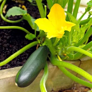 Green Zucchini Live Plant - 3-5 Inch Tall Summer Squash in 4 Inch Pot for Outdoor Garden - Image 6