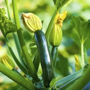Green Zucchini Live Plant - Summer Squash Vegetable Plant 3-5 Inches Tall in 4 Inch Pot - Image 3
