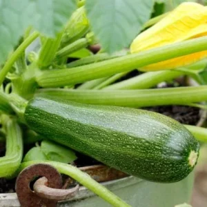 Green Zucchini Live Plant - Summer Squash Vegetable Plant 3-5 Inches Tall in 4 Inch Pot - Image 4