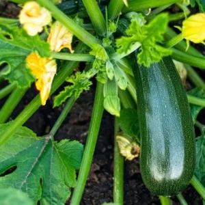 Green Zucchini Live Plant - Summer Squash Vegetable Plant 3-5 Inches Tall in 4 Inch Pot - Image 1