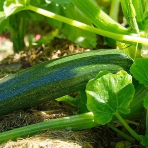 Green Zucchini Live Plant - Summer Squash Vegetable Plant 3-5 Inches Tall in 4 Inch Pot - Image 7