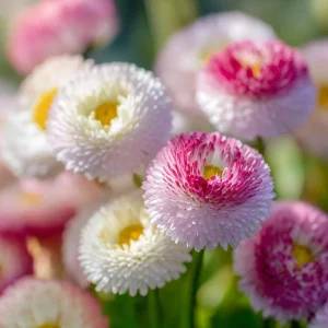 Habanera Mixed Bellis Daisy Seeds – 10 Count – Double Pompon Blooms – Red, Pink, White Mix - Image 5