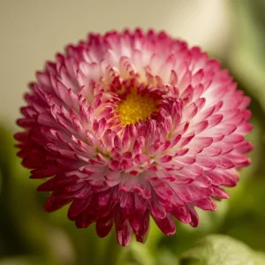 Habanera Mixed Bellis Daisy Seeds – 10 Count – Double Pompon Blooms – Red, Pink, White Mix - Image 1