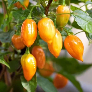 Habanero Orange Hot Pepper Seeds - Capsicum chinense - 25 Seeds - Fiery Heat, Tropical Citrus Flavor - Image 4