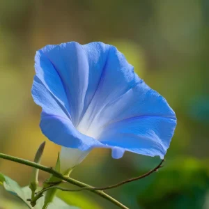 Heavenly Blue Morning Glory Seeds – Sky-Blue Climber, Pollinator Friendly (50 Seeds) - Image 2