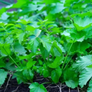 Heirloom Parsnip Seeds - Sweet Root Vegetables, 200 Count for Garden - Image 3
