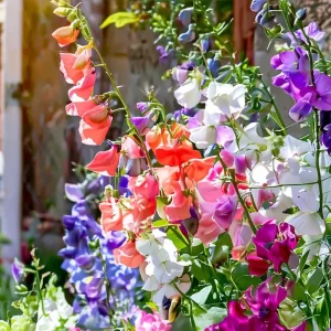 Heirloom Sweet Pea Seeds Mix - Lathyrus Odoratus - 25 Seeds Packet - Image 2