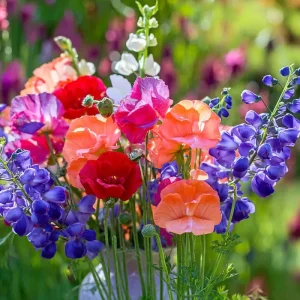 Heirloom Sweet Pea Seeds Mix - Lathyrus Odoratus - 25 Seeds Packet - Image 3