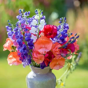 Heirloom Sweet Pea Seeds Mix - Lathyrus Odoratus - 25 Seeds Packet - Image 4
