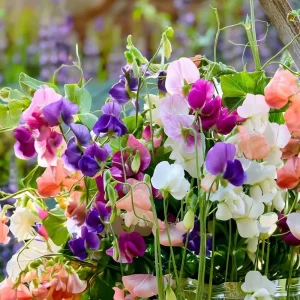 Heirloom Sweet Pea Seeds Mix - Lathyrus Odoratus - 25 Seeds Packet - Image 5