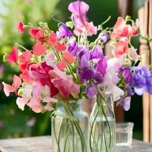 Heirloom Sweet Pea Seeds Mix - Lathyrus Odoratus - 25 Seeds Packet - Image 6