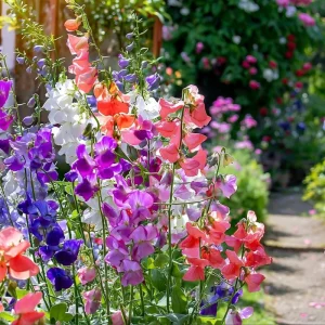Heirloom Sweet Pea Seeds Mix - Lathyrus Odoratus - 25 Seeds Packet - Image 1