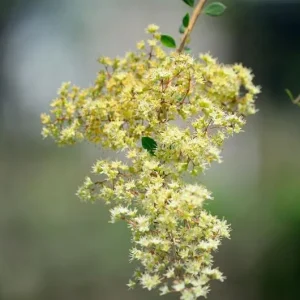 Henna Live Plant – 8-12 inch Tall – Mehndi Plant – Indoor/Outdoor - Image 2