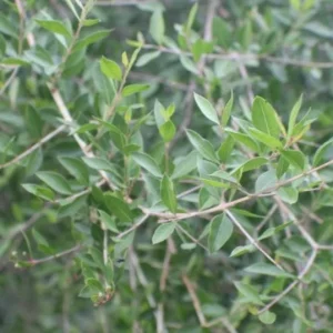 Henna Live Plant – 8-12 inch Tall – Mehndi Plant – Indoor/Outdoor - Image 3