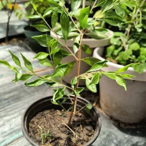 Henna Live Plant – 8-12 inch Tall – Mehndi Plant – Indoor/Outdoor - Image 4