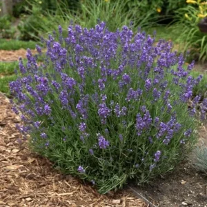 Hidcote Blue Lavender Live Plant - 4 Inch Pot, Cold Hardy Fragrant Perennial Herb - Image 2