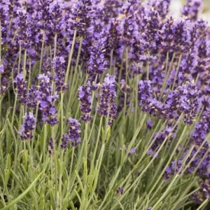 Hidcote Blue Lavender Live Plant - 4 Inch Pot, Cold Hardy Fragrant Perennial Herb - Image 3