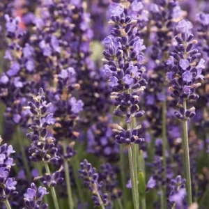 Hidcote Blue Lavender Live Plant - 4 Inch Pot, Cold Hardy Fragrant Perennial Herb - Image 4