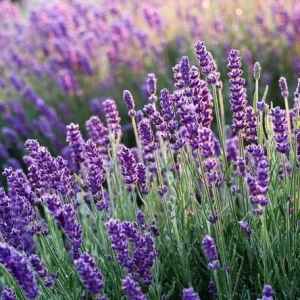 Hidcote Blue Lavender Live Plant - 4 Inch Pot, Cold Hardy Fragrant Perennial Herb - Image 1
