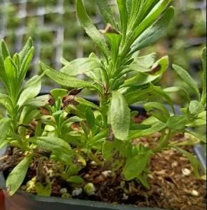 Hidcote Blue Lavender Live Plant - 4 Inch Pot, Cold Hardy Fragrant Perennial Herb - Image 6