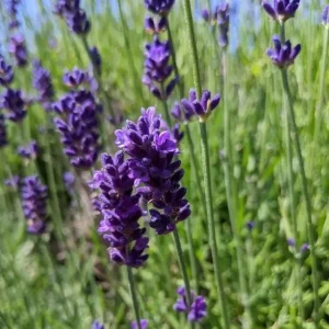 Hidcote Blue Lavender Live Plant - 4 Inch Pot, Cold Hardy Fragrant Perennial Herb - Image 7