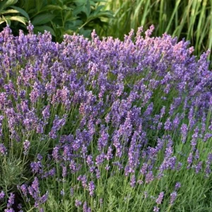 Hidcote Blue Lavender Live Plant - 4 Inch Pot, Cold Hardy Fragrant Perennial Herb - Image 8