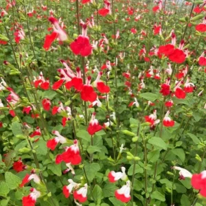 Hot Lips Salvia Live Plant Set, 2 Bicolor Sage Bushes, 4 Inch Pot, Outdoor Garden - Image 2