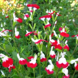 Hot Lips Salvia Live Plant Set, 2 Bicolor Sage Bushes, 4 Inch Pot, Outdoor Garden - Image 1