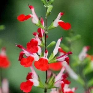 Hot Lips Salvia Live Plant Set, 2 Bicolor Sage Bushes, 4 Inch Pot, Outdoor Garden - Image 4
