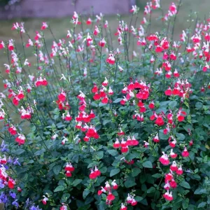 Hot Lips Salvia Live Plant Set, 2 Bicolor Sage Bushes, 4 Inch Pot, Outdoor Garden - Image 5