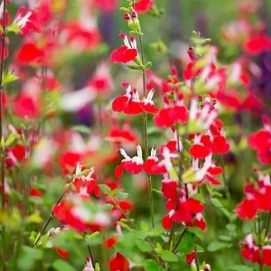 Hot Lips Salvia Live Plant Set, 2 Bicolor Sage Bushes, 4 Inch Pot, Outdoor Garden - Image 6