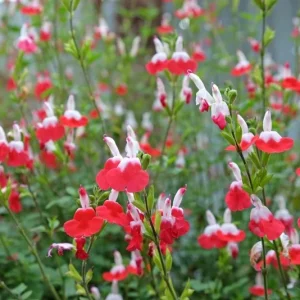 Hot Lips Salvia Live Plant Set, 2 Bicolor Sage Bushes, 4 Inch Pot, Outdoor Garden - Image 7