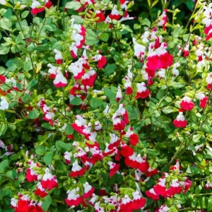 Hot Lips Salvia Live Plant Set, 2 Bicolor Sage Bushes, 4 Inch Pot, Outdoor Garden - Image 8