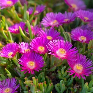 Ice Plant Seeds - 200 Pack Succulent Ground Cover for Full Sun, Pollinator Friendly - Image 2