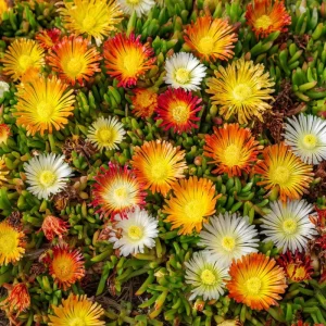 Ice Plant Seeds - 200 Pack Succulent Ground Cover for Full Sun, Pollinator Friendly - Image 3