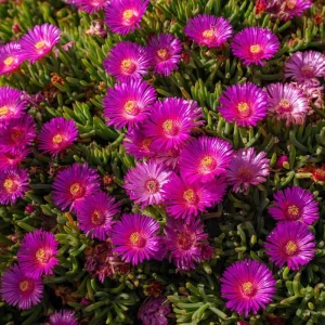 Ice Plant Seeds - 200 Pack Succulent Ground Cover for Full Sun, Pollinator Friendly - Image 4