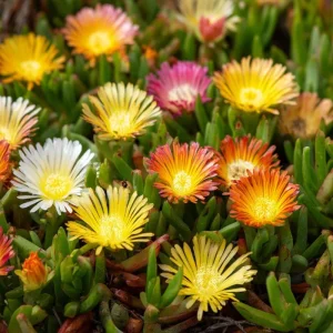 Ice Plant Seeds - 200 Pack Succulent Ground Cover for Full Sun, Pollinator Friendly - Image 1
