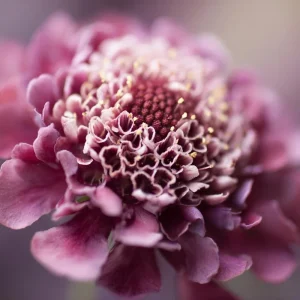 Imperial Pincushion Flower Seeds – 50 Heirloom Scabiosa Atropurpurea – Gardens & Cut Flowers - Image 2