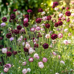 Imperial Pincushion Flower Seeds – 50 Heirloom Scabiosa Atropurpurea – Gardens & Cut Flowers - Image 4