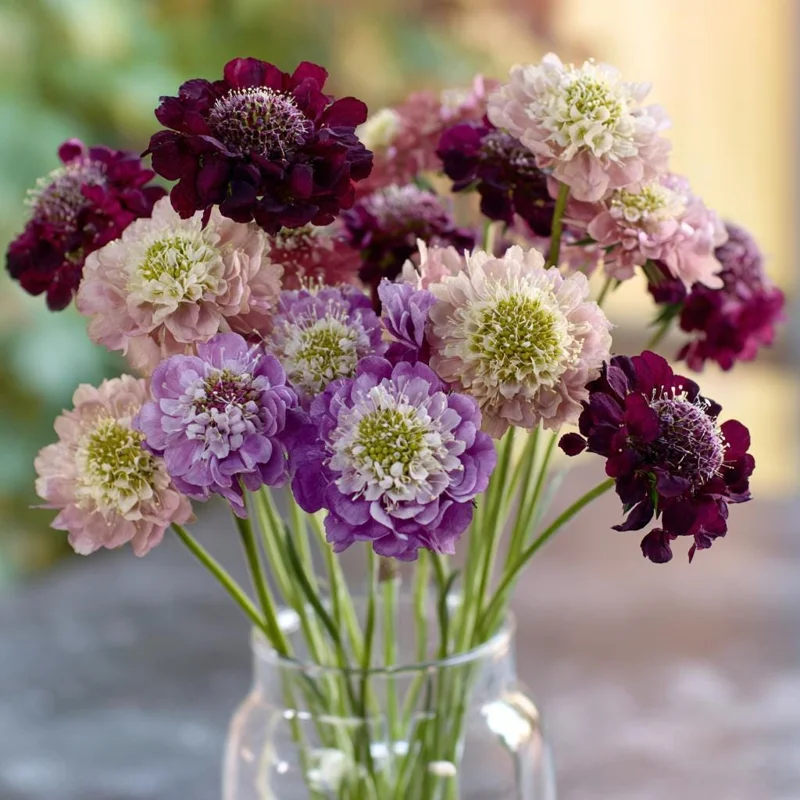 Imperial Pincushion Flower Seeds – 50 Heirloom Scabiosa Atropurpurea – Gardens & Cut Flowers - Image 1