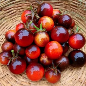 Indigo Cherry Tomato Seeds - Heirloom Purple Tomatoes (20 Seeds) Outdoor - Image 2