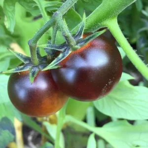 Indigo Cherry Tomato Seeds - Heirloom Purple Tomatoes (20 Seeds) Outdoor - Image 3