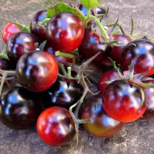 Indigo Cherry Tomato Seeds - Heirloom Purple Tomatoes (20 Seeds) Outdoor - Image 1