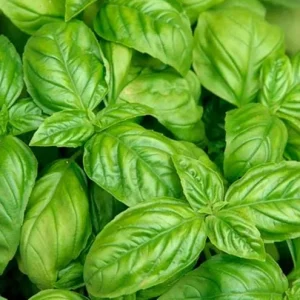 Italian Leaf Basil Live Plant - 2 Sweet Basil Plants in 4 inch Pot - Image 2