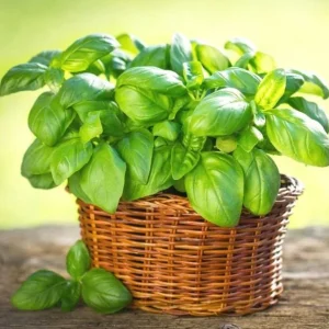 Italian Leaf Basil Live Plant - 2 Sweet Basil Plants in 4 inch Pot - Image 3