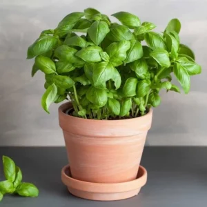 Italian Leaf Basil Live Plant - 2 Sweet Basil Plants in 4 inch Pot - Image 4