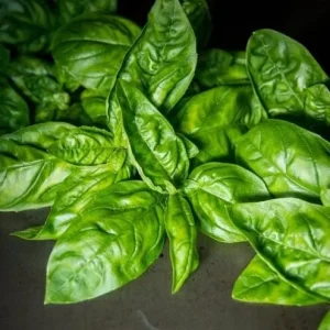 Italian Leaf Basil Live Plant - 2 Sweet Basil Plants in 4 inch Pot - Image 5