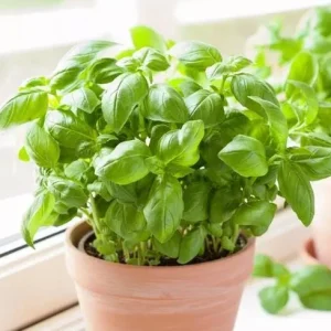 Italian Leaf Basil Live Plant - 2 Sweet Basil Plants in 4 inch Pot - Image 1